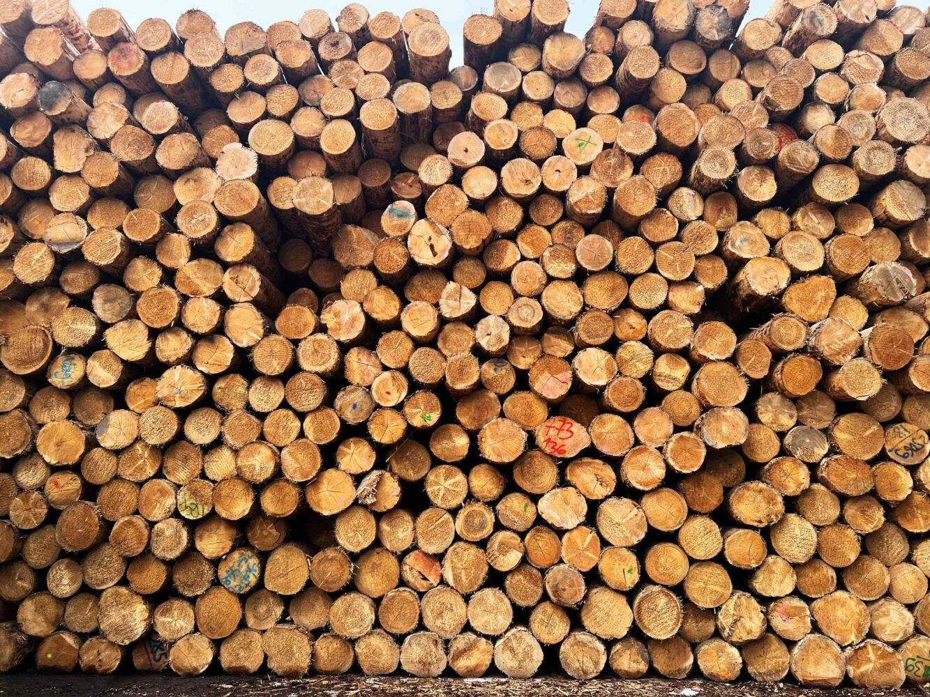 Fachingenieur Holzbau